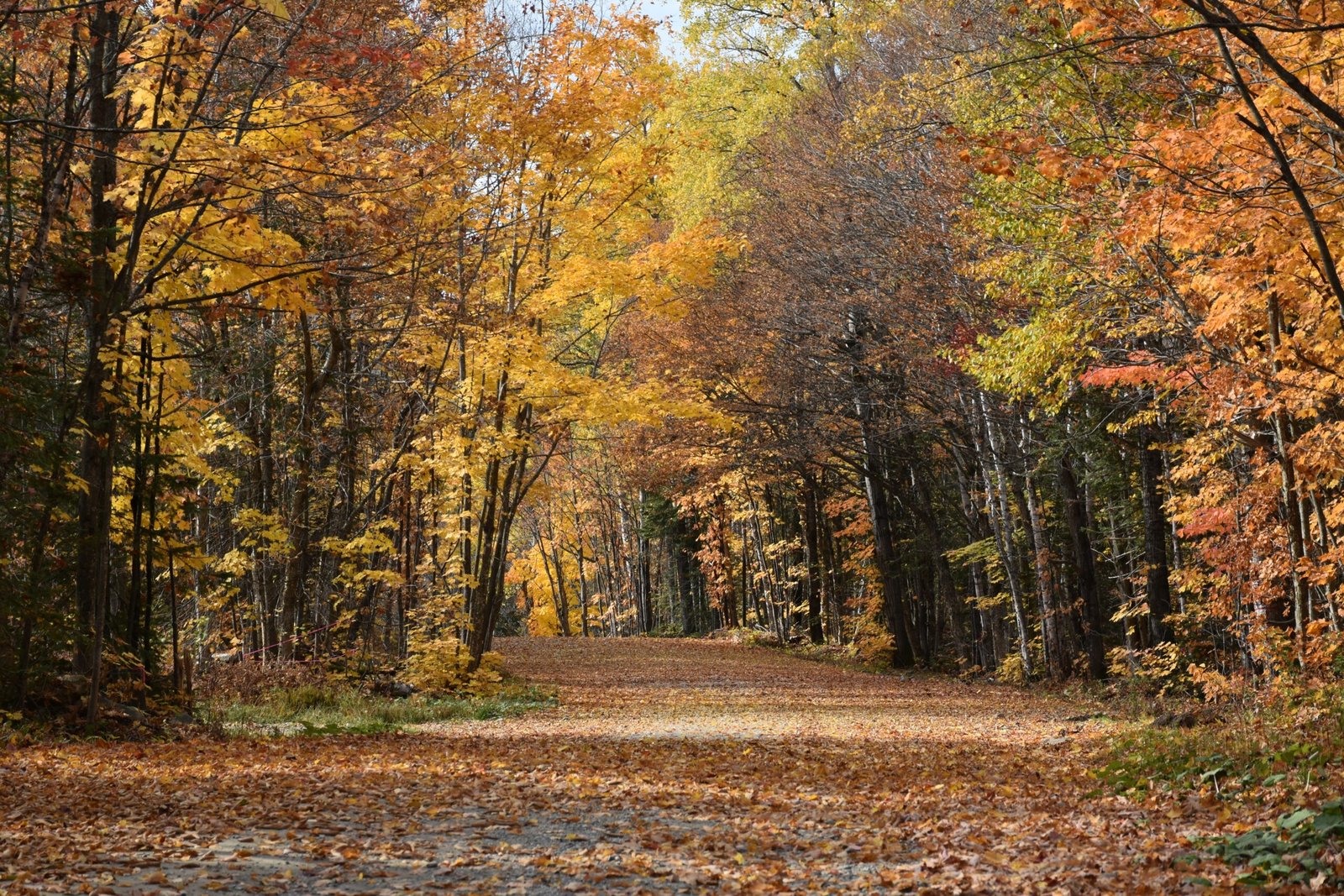 a dirt road surrounded by lots of trees